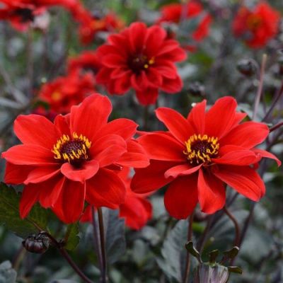 35 เมล็ด เมล็ดพันธุ์ Dahlia Bulb Bishop of Llandaff สายพันธุ์ยุโรป ดอกรักเร่ นำเข้าจากอังกฤษ ดอกใหญ่ พร้อมคู่มือปลูก Dahlia Bulb Seeds