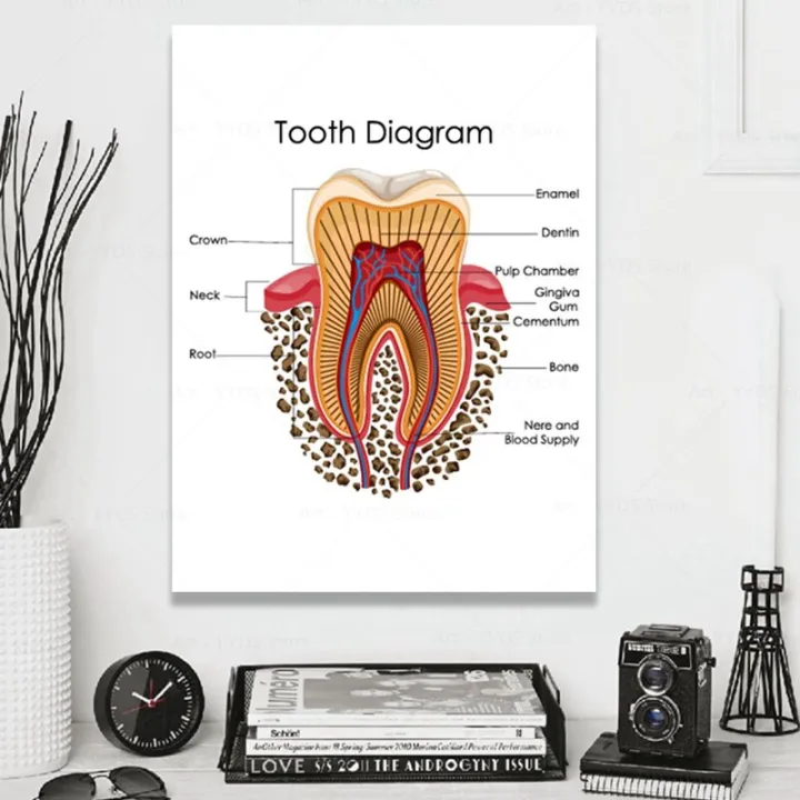 Human Teeth Diagram Prints Dental Clinic Wall Art Medical Education