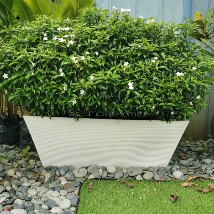RICO Z2 Slant Line Planter box Fibreglass Flower Pot Pasu Bunga Garden