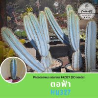 ตอฟ้า ไม้รั้ว ไม้สูง Pilosocereus azureus HU327 (20 เมล็ด) แคคตัสตอฟ้า