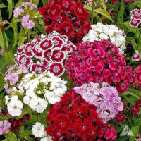 Mixed Sweet William Dianthus Flower (100 seeds) ดอกผีเสื้อสวีทวิลเลี่ยม คละสี (100 เมล็ด)