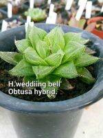 Haworthia ’Wedding bell’ obtusa hybrid A035