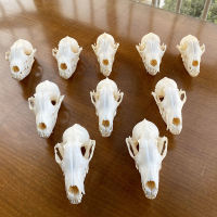 1pcs,3pcs,5pcs,10pcs Vulpes vulpes Red Fox, Silver Fox, Cross Fox Skull taxidermy real bone skeleton Christmas decoration gift