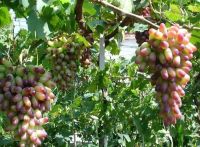 20 เมล็ดพันธุ์ เมล็ด องุ่น Grape Vine Seed อัตราการงอก 80-85%