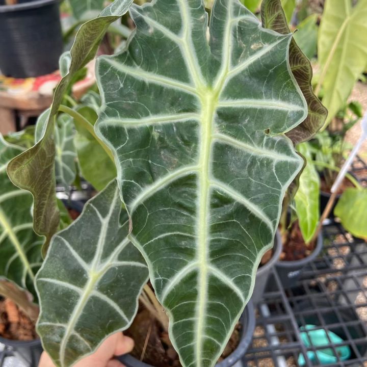 ส่งเร็ว-ต้นแก้วสารพัดนึก-alocasia-amazonica-หรือ-ว่านแก้วสารพัดนึก-กระถาง5-5นิ้ว