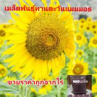 เมล็ดพันธุ์ทานตะวัน100เมล็ด(อะควอร่า6)โชว์ดอก ให้ผลผลิตสูง