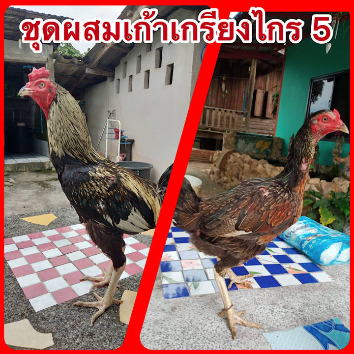 ไข่ไก่ชน-พม่าสายมูเซอดำ