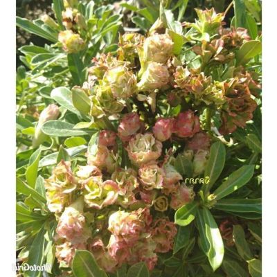 12 เมล็ด เมล็ดพันธุ์ Seeds Bonsai ชวนชม สายพันธุ์ฮอลแลนด์ Adenium Seed กุหลาบทะเลทราย Desert Rose ราชินีบอนไซ อัตราการงอก 80-90% มีคู่มือปลูก