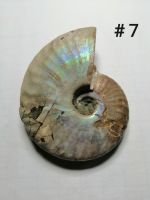 [Ammonite #7] ฟอสซิสหอยแอมโมไนต์ (Ammonite Fossil) ขนาด 60.0 mm.