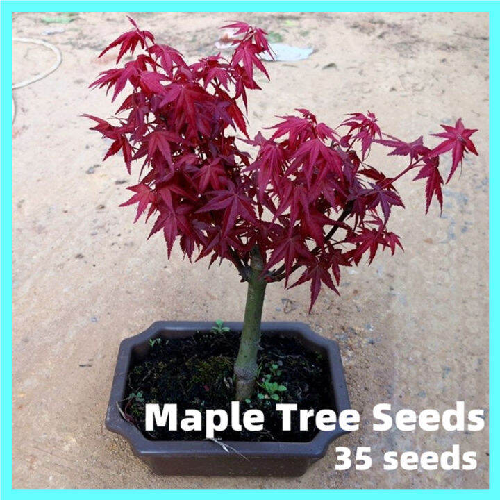 100 Original 35seeds Rare Maple Tree Seeds for Sale Japanese Maple