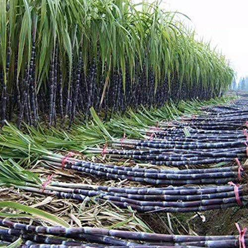 Giant Sugar Cane Seeds, Delicious Juicy Fruit Seeds Lazada PH