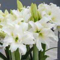 1 หัวว่าน ว่านสี่ทิศฮอลแลนด์ Amaryllis Ice Queen 18-24 ซม สินค้านำเข้า แช่เย็นแล้ว หัวขนาดใหญ่