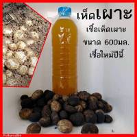 เชื้อเห็ดเผาะ น้ำสปอร์และเส้นใยเห็ดเผาะ เกิด100% ขวด600ml.พร้อมวิธีปลูก เชื้อเห็ด