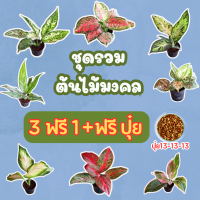 ชุดซื้อ 3 ฟรี 1 และแถมปุ๋ยออสโมโค้ทเพิ่ม อโกลนีมา กระถางขนาด 3 นิ้ว ส่งพร้อมกระถาง ต้นไม้มงคล  ต้นไม้ฟอกอากาศ ต้นไม้ปลูกในบ้าน