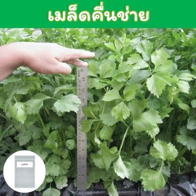 คื่นช่าย เมล็ดพันธุ์ 2,000+ เมล็ด (Celery) คึ่นฉ่าย ขึ้นฉ่าย คึ่นช่าย คึ่นไช่ คื่นไฉ่