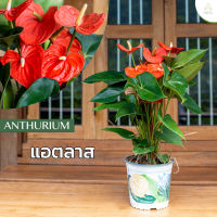 Treeno.9 T43 ดอกหน้าวัว สี แอตลาส (Anthurium) / กระถาง 8 นิ้ว / สูง 30-50 cm / ไม้ดอกประดับ ไม้มงคล ไม้ฟอกอากาศ (ต้นไม้)