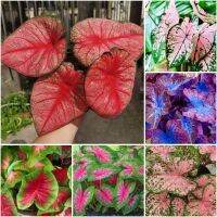 HOT** พร้อมสต็อกในประเทaศไทย 100ชิ้น / แพ็ค Caladium Seeds เมล็ดดอกไม้ต้นไม้และเมล็ดพันธุ์ ไม้ประดับ เมล็ดบอนสี พันธุ์ไม้หายาก ส่งด่วน พรรณ ไม้ น้ำ พรรณ ไม้ ทุก ชนิด พรรณ ไม้ น้ำ สวยงาม พรรณ ไม้ มงคล