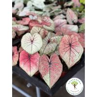 ( สุดคุ้ม+++ ) บอนสีมิ่งมงคล caladium กระถาง3-5นิ้ว รอบนี้กัดสีสวยมากกก หายากกกก ของมันต้องมี ราคาถูก พรรณ ไม้ น้ำ พรรณ ไม้ ทุก ชนิด พรรณ ไม้ น้ำ สวยงาม พรรณ ไม้ มงคล