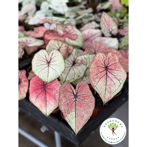 สุดคุ้ม-บอนสีมิ่งมงคล-caladium-กระถาง3-5นิ้ว-รอบนี้กัดสีสวยมากกก-หายากกกก-ของมันต้องมี-ราคาถูก-พรรณ-ไม้-น้ำ-พรรณ-ไม้-ทุก-ชนิด-พรรณ-ไม้-น้ำ-สวยงาม-พรรณ-ไม้-มงคล