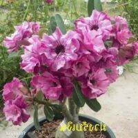 12 เมล็ด เมล็ดพันธุ์ ชวนชม สายพันธุ์ไต้หวัน ดอกสีม่วง Adenium Seed กุหลาบทะเลทราย Desert Rose ราชินีบอนไซ อัตรางอก 80-90%