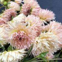 20 เมล็ดพันธุ์ รักเร่ Dahlia Seeds สายพันธุ์ LAKEVIEW PEACH FUZZ สีชมพู รักเร่ รักแรกพบ ดอกไม้แห่งมิตรภาพ ความรักเริ่มต้น เพาะเลี้ยงง่าย ตั้งโต๊ะทำงาน