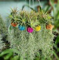 เคราฤาษี Tillandsia ionantha สีแดง พร้อมบอลหวาย สี สวยๆ เหมาะสำหรับตกแต่งบ้าน ที่ทำงาน สวน ไม้ประดับ