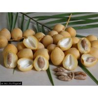 เมล็ดอินทผลัม Date Palm  shishi ชิชิ เมล็ดแท้จากต้นเพาะเนื้อเยื่อ 10 เมล็ด