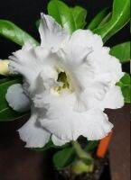 5 เมล็ด เมล็ดพันธุ์ ชวนชม ลูกผสมไฮบริด สายพันธุ์ white hybrid สีขาว กุหลาบทะเลทราย Desert Rose Adenium seed ราชินีบอนไซ ปลูกง่ายมาก รีบสะสม