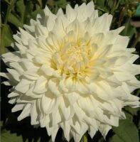 1 หัว/ชุด รักเร่ Dahlia Bulb สายพันธุ์ Hakuyou หัวรักเร่ ดอกไม้ หัวหน่อ เหง้า นำเข้า เนเธอร์แลน หัวสดใหม่