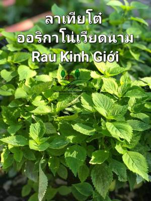 ลาเทียโตว เมล็ดพันธุ์ออริกาโน่เวียดนาม Rau Kinh Giới Seeds กินกับแหนมเนือง ส้มตำ หอม อร่อย แบ่งขาย บรรจุ 10 เมล็ด