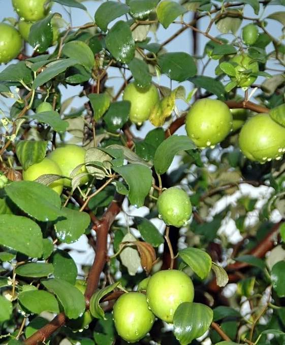 Anak Pokok Bidara Epal | Lazada