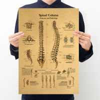 Hot Posters Human Body Illustration Detailed Explanation Of Spine Structure Retro Kraft Paper Poster Home Decor Bar Wall Sticker Wall Stickers  Decals