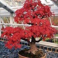 ขายส่ง เมล็ดเมเปิ้ลแดงญี่ปุ่น Japanese Red Maple ต้นเมเปิล Maple ใบเมเปิล สีแดง ฤดูใบไม้ร่วง ไม้ผลัดใบ บอนไซ ใบไม้เปลี่ยนสี ใบไม้สีแดง 50 เมล็ด