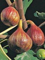 Figs Plant ต้นมะเดื่อฝรั่ง พันธุ์ Verns Brown (เวิลบาวน์) อร่อย หวาน หอมมากๆ ต้นสมบูรณ์มาก รากแน่นๆ จัดส่งพร้อมกระถาง 6 นิ้ว ลำต้นสูง 45-50 ซม ต้นไม้แข็งแรงทุกต้น เรารับประกันจัดส่งห่ออย่างดี จัดส่งสินค้าตามรูป