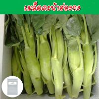 คะน้าฮ่องกง ใหญ่จัมโบ้ เมล็ดพันธุ์ 500+ เมล็ด ( Jumbo Chinese Kale)