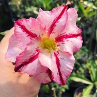 8 เมล็ด เมล็ดพันธุ์ ชวนชม สายพันธุ์ Pink Star สีชมพู Desert Rose Adenium Seed กุหลาบทะเลทราย ราชินีบอนไซ มีคู่มือปลูก ปลูกประดับบ้าน เป็นมงคล