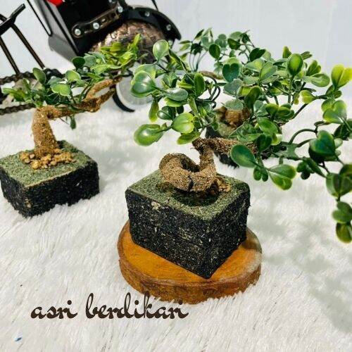 Aksesori Bonsai seperti Pot dan Bebatuan Penghias