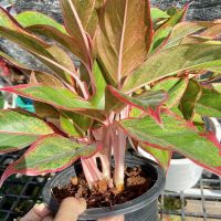 ต้นแสงเงินแสงทอง สยามออโรร่า Aglaonema sp. ‘Siam-Aurora แก้วกาญจนา กระถางใหญ่ กอแน่น