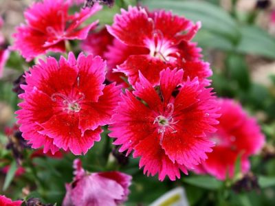 ดอกผีเสื้อ Dianthus Seeds  เมล็ดพันธุ์ดอกผีเสื้อ บรรจุ 100 เมล็ด 10 บาท