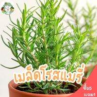 เมล็ดพันธุ์ โรสแมรี่ 40 เมล็ด Rosemary เมล็ดพันธุ์แท้ นำเข้าจากต่างประเทศ ปลูกง่าย ไม่กลายพันธุ์ (ซื้อ 5 แถม 1)