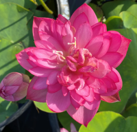 5 เมล็ดพันธุ์ บัว สายพันธุ์ PEARLS ON A RED PLATE LOTUS สีแดง เพาะปลูกและเก็บเมล็ดในไทย ขยายพันธุ์ในไทยได้ สายพันธุ์นิยมปลูกในอเมริกา