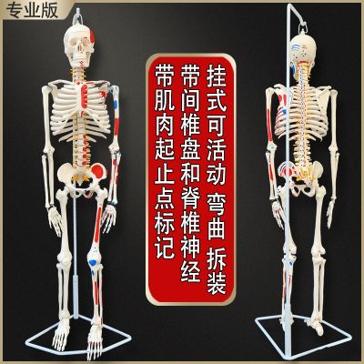 45 85 170 cm adult human body skeleton model skeleton model dismountable skull teaching vertebral body