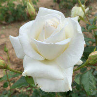 20 เมล็ด กุหลาบ นำเข้า Modern Bush Rose Seeds สายพันธุ์ Silver Anniversary ดอกไม้สีขาว