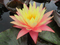 5 เมล็ด บัวนอก บัวนำเข้า บัวสายพันธุ์  Gregg’s Orange Beauty LOTUS Seeds สีส้ม เหลือง บัวแคระ พันธุ์เล็ก จิ๋ว ปลูกในสภาพอากาศประเทศไทยได้ ขยายพันธุ์ง่