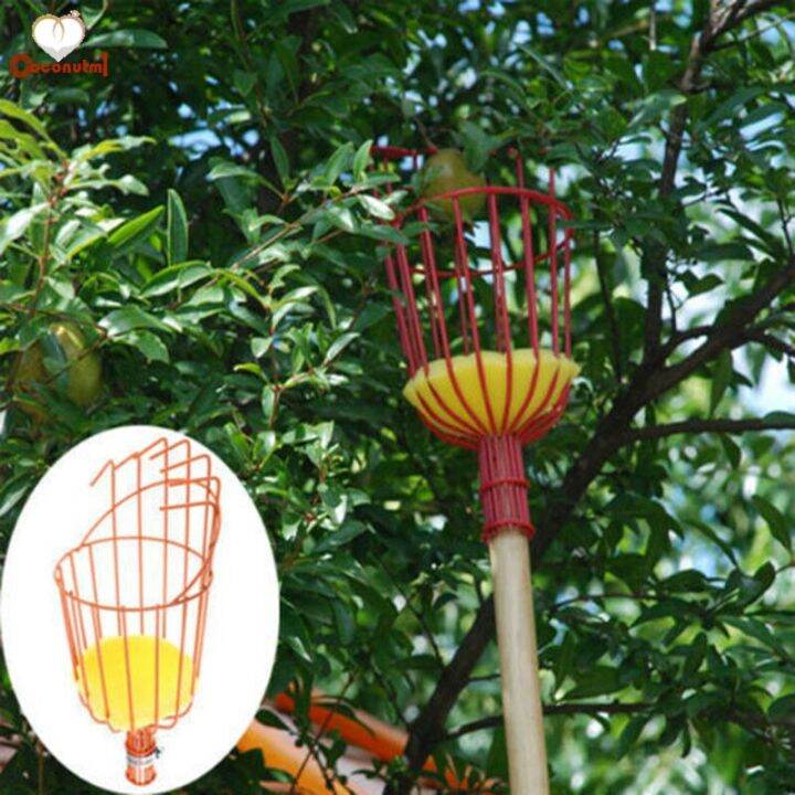 fruit-picker-basket-catcher-picking-fresh-orange-garden-tools-for-broom-pole-stick