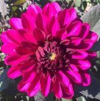 1 หัว/ออเดอร์ รักเร่ Dahlia rhizome สายพันธุ์ Purple Flame หัวรักเร่ ดอกไม้ หัวหน่อ เหง้า นำเข้า เนเธอร์แลน