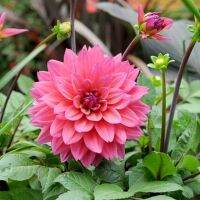 20 เมล็ดพันธุ์ รักเร่ Dahlia Seeds สายพันธุ์ FELINE YVONNE สีม่วง รักเร่ รักแรกพบ ดอกไม้แห่งมิตรภาพ ความรักเริ่มต้น เพาะเลี้ยงง่าย ตั้งโต๊ะทำงาน