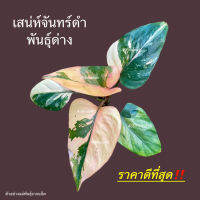 เสน่ห์จันทร์ดำ พันธุ์ด่าง มาแล้วว