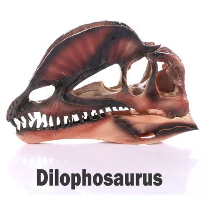 JAPAN โมเดล หัวกะโหลก Dilophosaurus ไดโลโฟซอรัส ไดโนเสาร์ Dinosaur สุดโหด วัสดุ เรซิ่น Resin กะโหลกผี Skull ตกแต่งบ้าน ปาร์ตี้ฮาโลวีน Halloween โครงกระดูก หัวกะโหลกจำลอง ของขวัญ Gift  Limited edition ของสะสมคอลเลคชั่นพิเศษ Collection