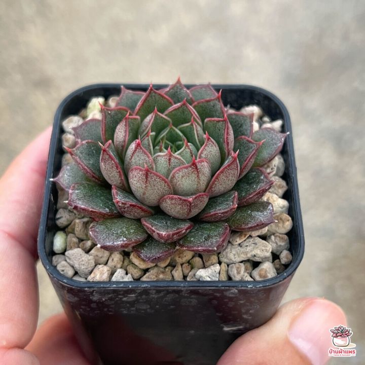 สุดคุ้ม-echeveria-yamatomini-ไม้อวบน้ำ-กุหลาบหิน-cactus-amp-succulentหลากหลายสายพันธุ์-ราคาถูก-พรรณ-ไม้-น้ำ-พรรณ-ไม้-ทุก-ชนิด-พรรณ-ไม้-น้ำ-สวยงาม-พรรณ-ไม้-มงคล